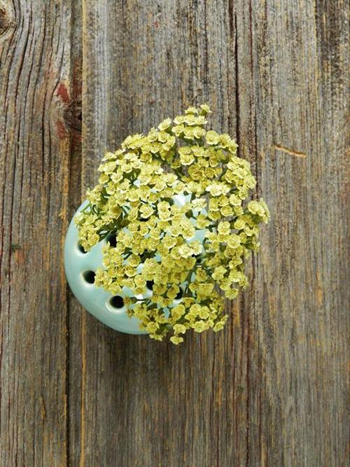COTTAGE YELLOW YARROW